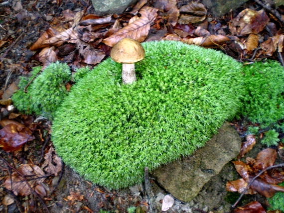 kozák hrabový Leccinum pseudoscabrum (Kallenb.) Šutara