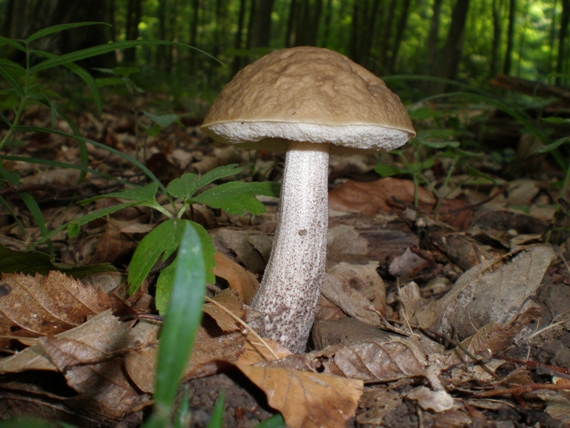 kozák hrabový Leccinum pseudoscabrum (Kallenb.) Šutara