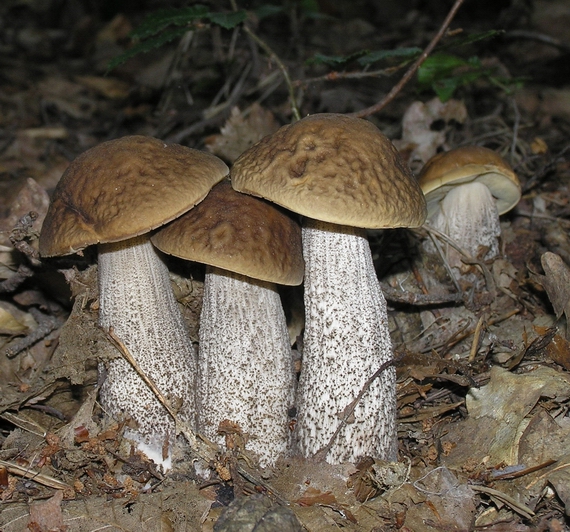 kozák hrabový Leccinum pseudoscabrum (Kallenb.) Šutara