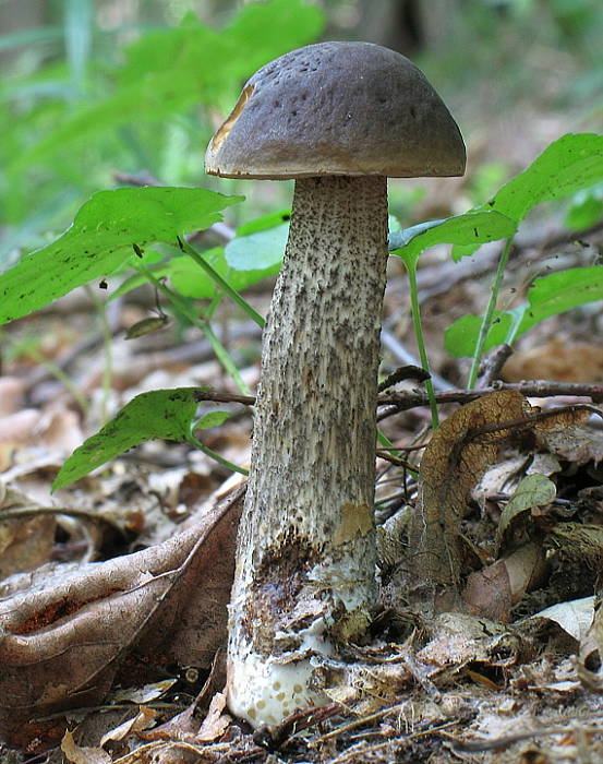 kozák hrabový Leccinum pseudoscabrum (Kallenb.) Šutara