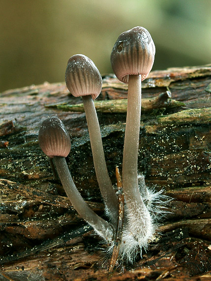 prilbička Mycena sp.