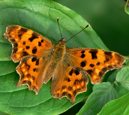 babôčka zubatokrídla Polygonia c-album