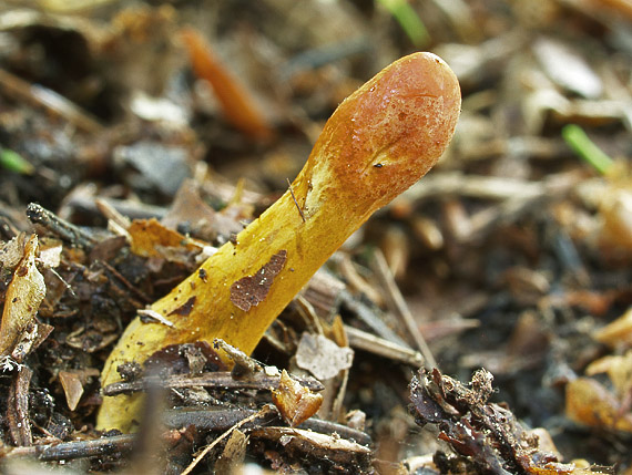 žezlovka srnková Tolypocladium ophioglossoides (J.F. Gmel.) Quandt, Kepler & Spatafora