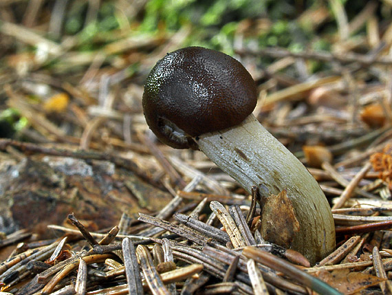 žezlovka Rouxova Tolypocladium rouxii (Cand.) C.A. Quandt, Kepler & Spatafora