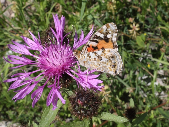 babôčka bodliaková Vanessa cardui