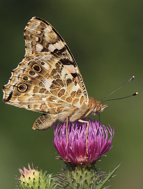 babôčka bodliaková Vanessa cardui