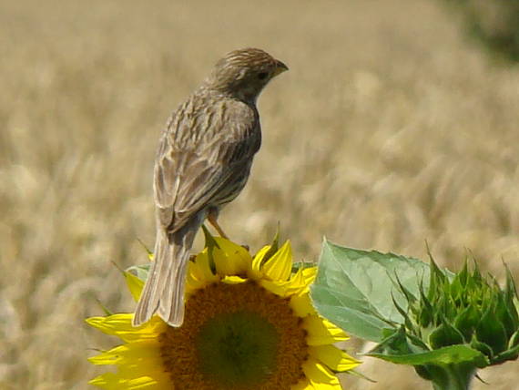 strnádka lučna emberiza calandra