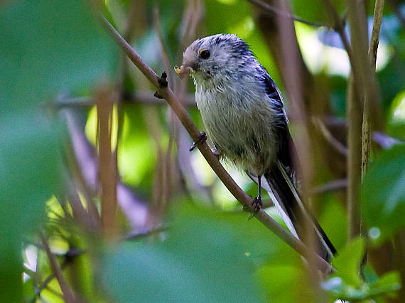 mlynárka dlhochvostá Aegithalos caudatus