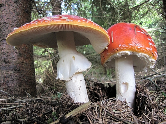 muchotrávka červená-muchomůrka červená Amanita muscaria (L.) Lam.