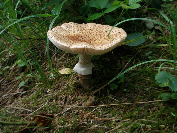 muchotrávka tigrovaná? Amanita pantherina? (DC.ex Fr.) Krombh.