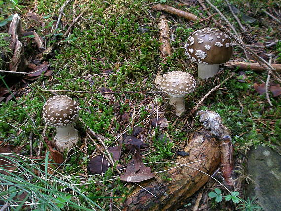 muchotrávka kráľovská Amanita regalis (Fr.) Michael