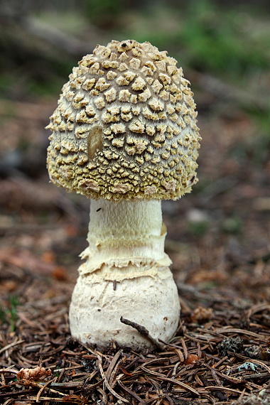 muchomůrka královská Amanita regalis (Fr.) Michael