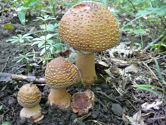 muchotrávka červenkastá Amanita rubescens Pers.