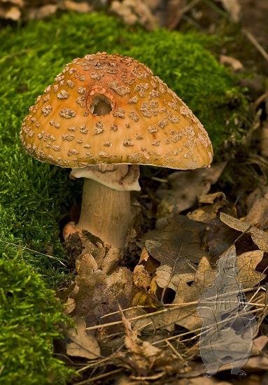 muchotrávka červenkastá Amanita rubescens Pers.