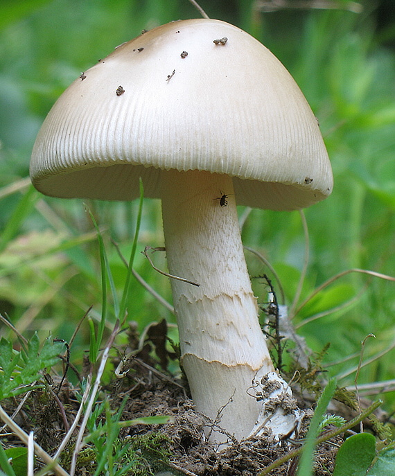 muchotrávka pošvatá Amanita vaginata (Bull.) Lam.