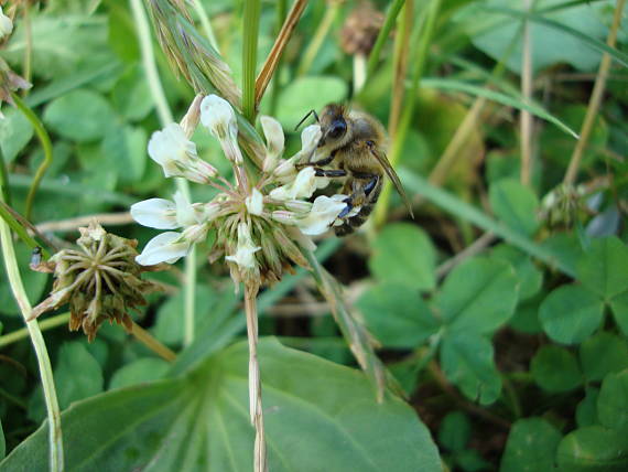 včela medonosná Apis mellifera