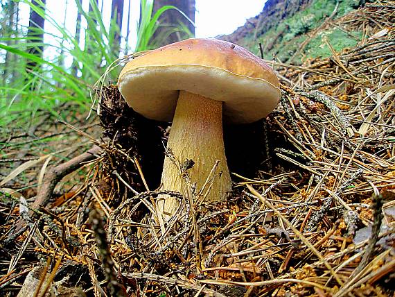 hríb smrekový Boletus edulis Bull.