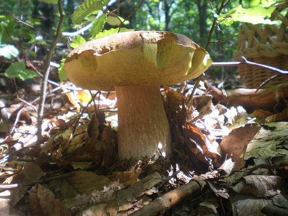 hríb smrekový Boletus edulis Bull.