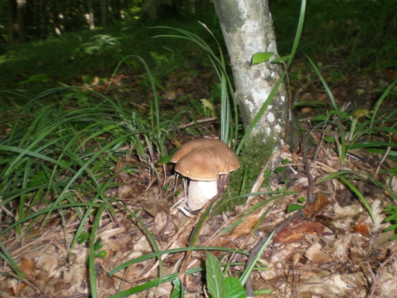 hríb dubový Boletus reticulatus Schaeff.