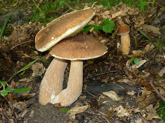 hríb dubový Boletus reticulatus Schaeff.