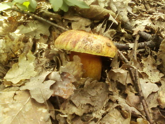 hríb Boletus sp.