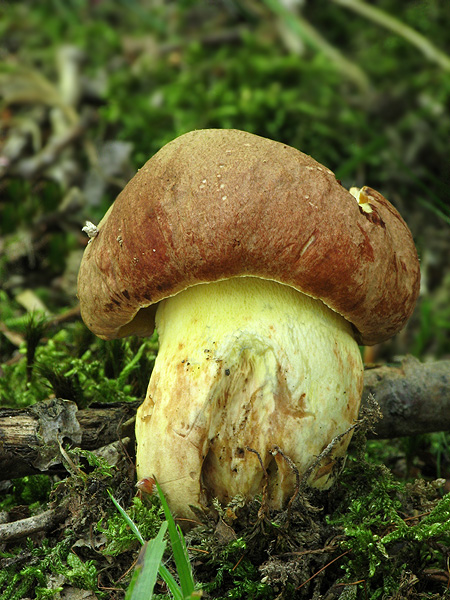 hríb príveskatý Butyriboletus appendiculatus (Schaeff. ex Fr.) Secr.