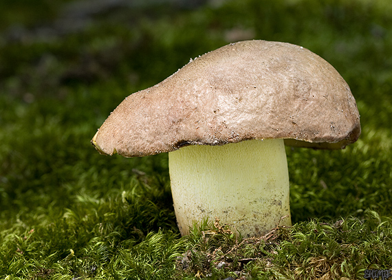 hríb príveskatý Butyriboletus appendiculatus (Schaeff. ex Fr.) Secr.