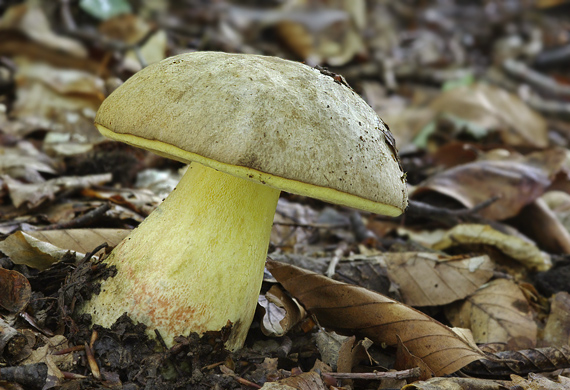 hríb striebristý Butyriboletus fechtneri (Velen.) D. Arora & J.L. Frank