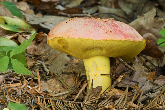 hríb kráľovský Butyriboletus regius (Krombh.) D. Arora & J.L. Frank