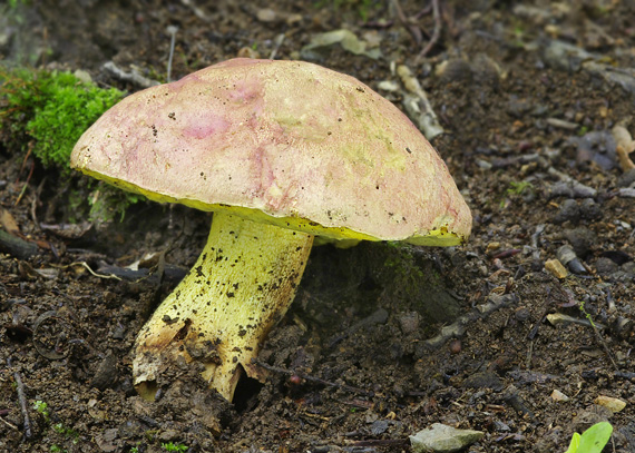 hríb kráľovský Butyriboletus regius (Krombh.) D. Arora & J.L. Frank