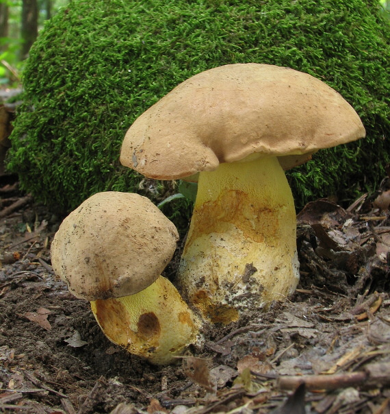 hríb horský Butyriboletus subappendiculatus (Dermek, Lazebn. & J. Veselský) D. Arora & J.L. Frank