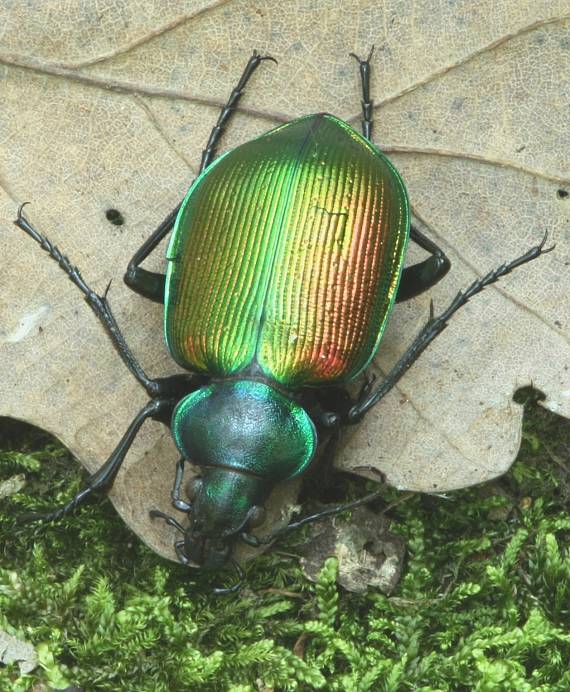 húseničiar pižmový  Calosoma sycophanta