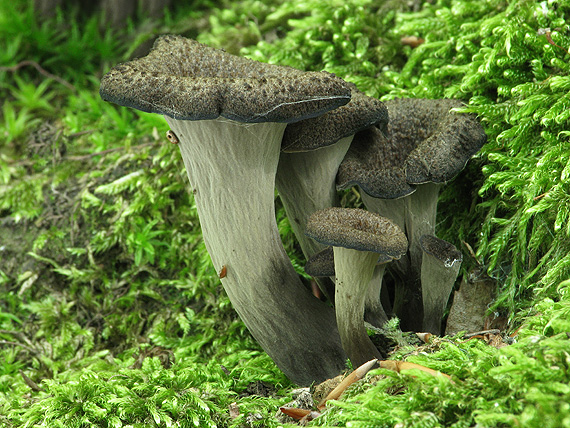 lievik trúbkovitý Craterellus cornucopioides (L.) Pers.