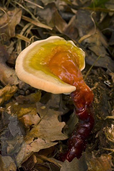 lesklokôrovka obyčajná Ganoderma lucidum (Curtis) P. Karst.