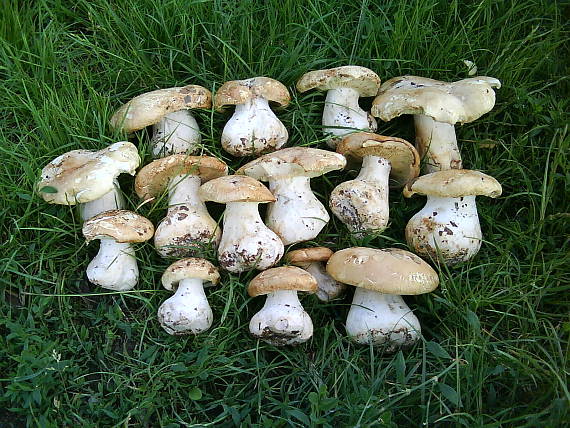 čechratec zavalitý Leucopaxillus tricolor (Peck) Kühner