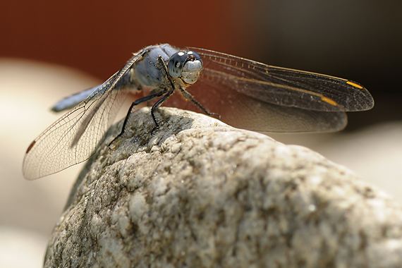 vážka modrá Orthetrum coerulescens