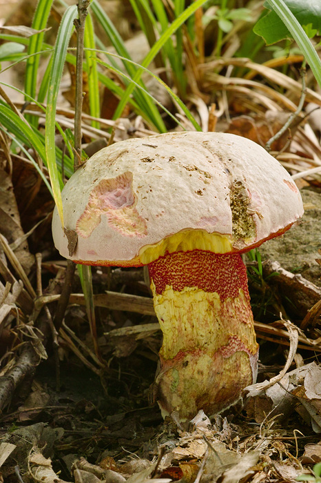 hríb purpurový Rubroboletus rhodoxanthus Kuan Zhao &amp; Zhu L. Yang