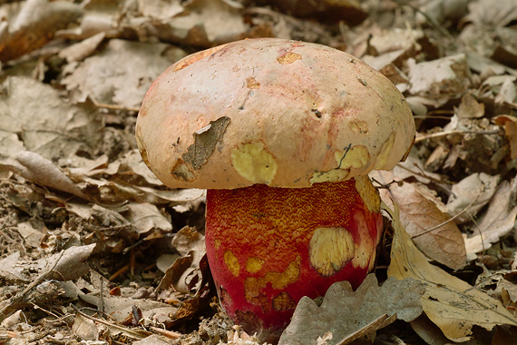 hríb purpurový Rubroboletus rhodoxanthus Kuan Zhao &amp; Zhu L. Yang