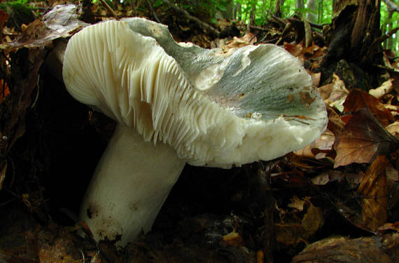 plávka modrastá Russula cyanoxantha (Schaeff.) Fr.