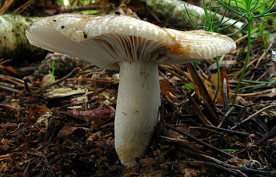 plávka Russula sp.