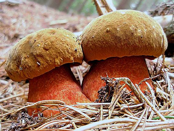 hríb zrnitohlúbikový Sutorius luridiformis (Rostk.) G. Wu & Zhu L. Yang