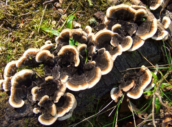 trúdnikovec pestrý Trametes versicolor (L.) Lloyd