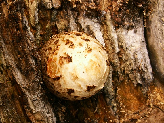 pošvovec stromový Volvariella bombycina (Schaeff.) Singer