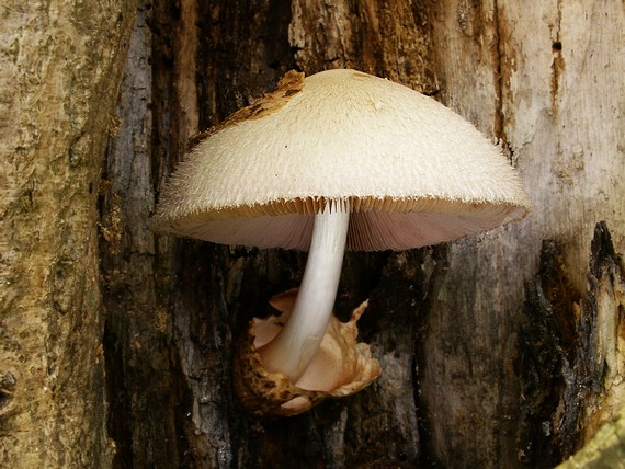 pošvovec stromový Volvariella bombycina (Schaeff.) Singer