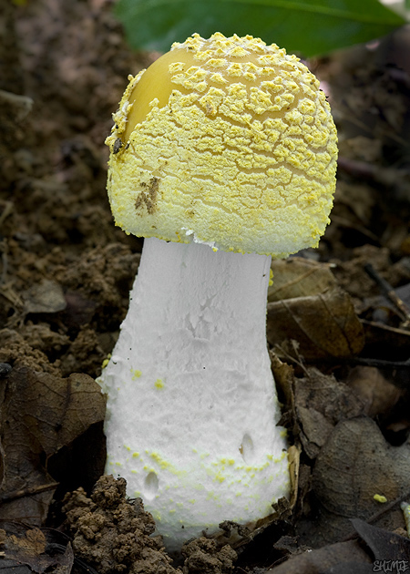 muchotrávka olivovohnedastá Amanita franchetii (Boud.) Fayod