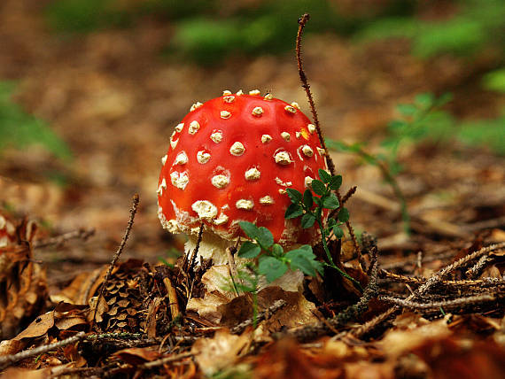 muchotrávka červená-muchomůrka červená Amanita muscaria  (L.) Lam.