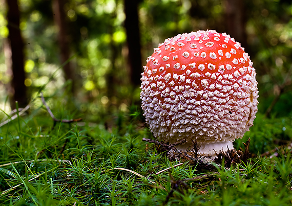 muchotrávka červená Amanita muscaria (L.) Lam.