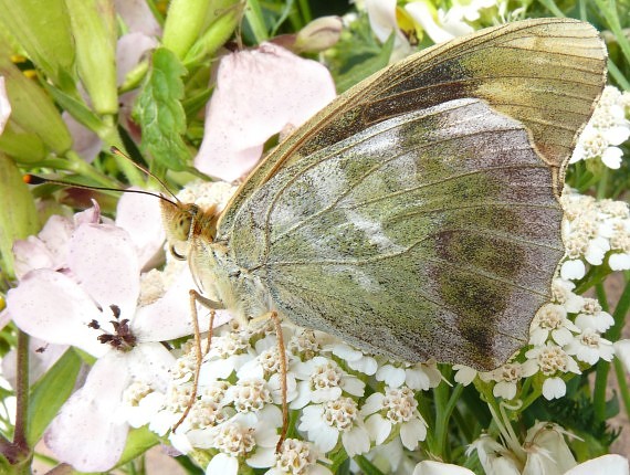 perlovec striebristopásavý Argynnis paphia Linnaeus, 1758