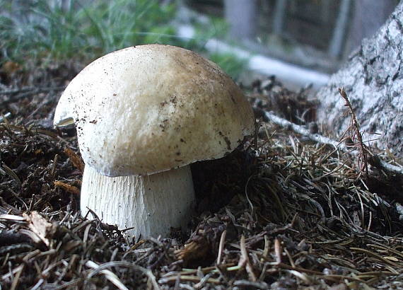 hríb smrekový Boletus edulis Bull.