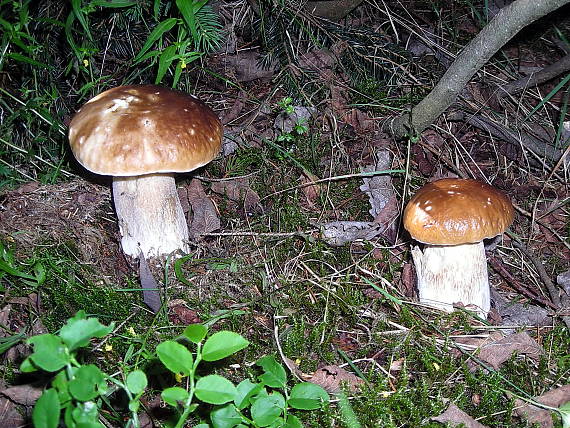 hríb smrekový Boletus edulis Bull.